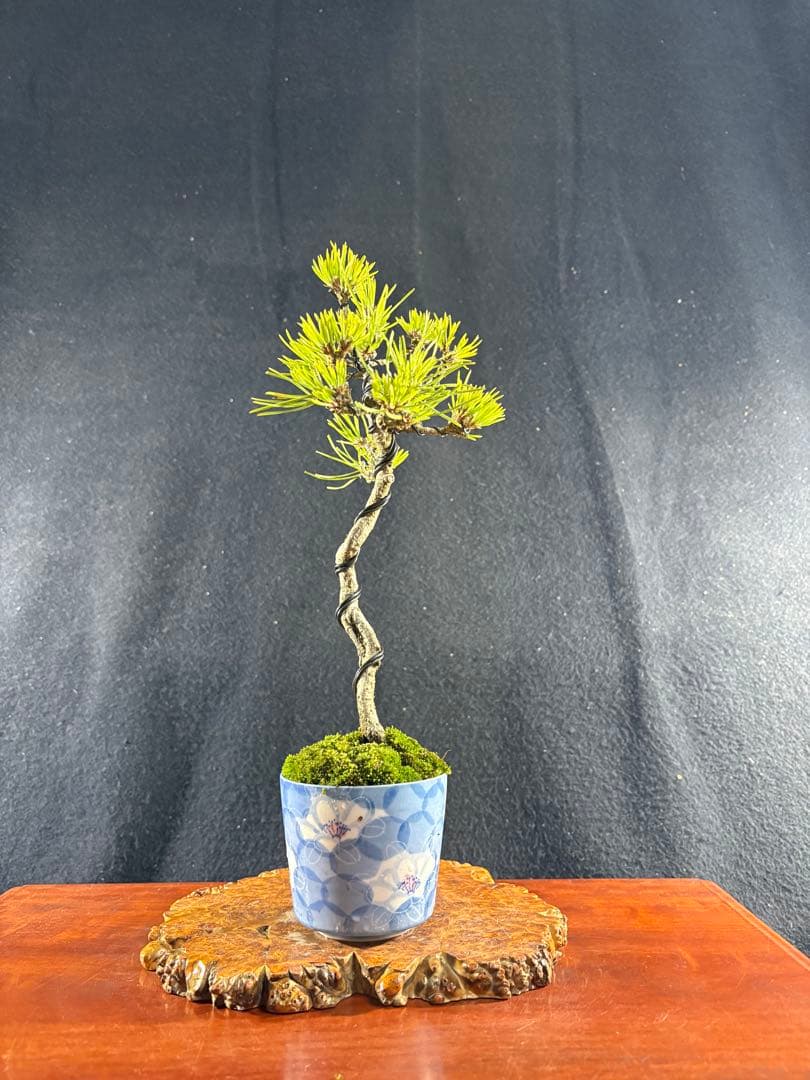 貴風盆栽、黒松根上り、文人 目立った傷や汚れ無し