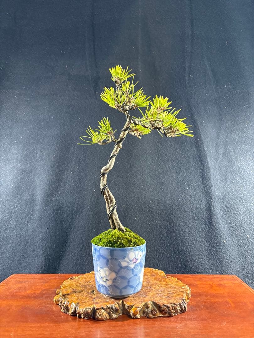 貴風盆栽、黒松根上り、文人 目立った傷や汚れ無し