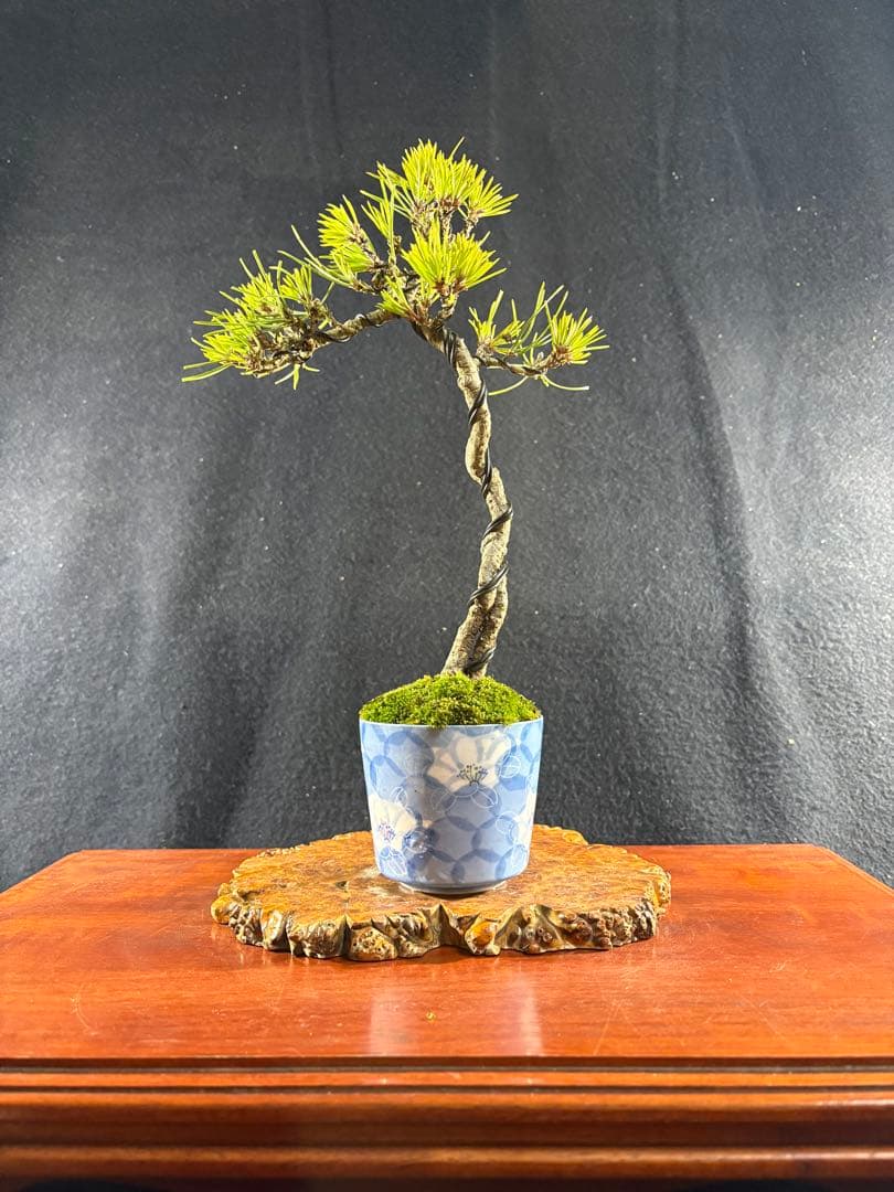 貴風盆栽、黒松根上り、文人 目立った傷や汚れ無し