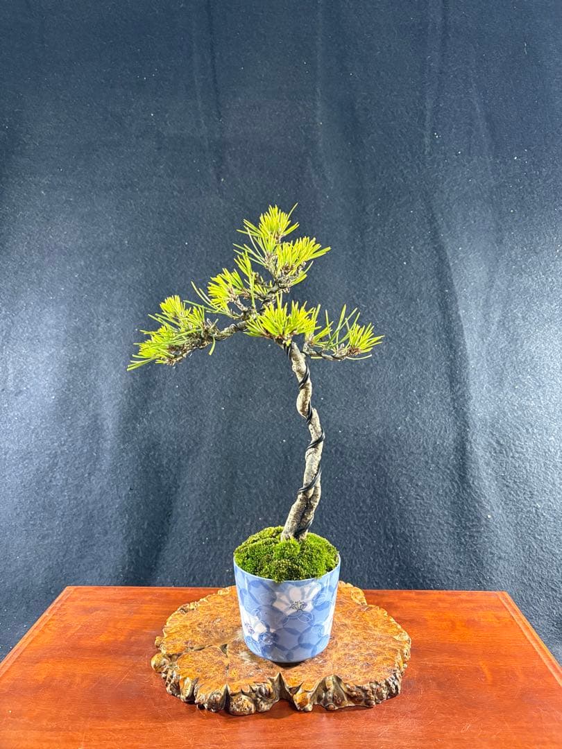 貴風盆栽、黒松根上り、文人 目立った傷や汚れ無し