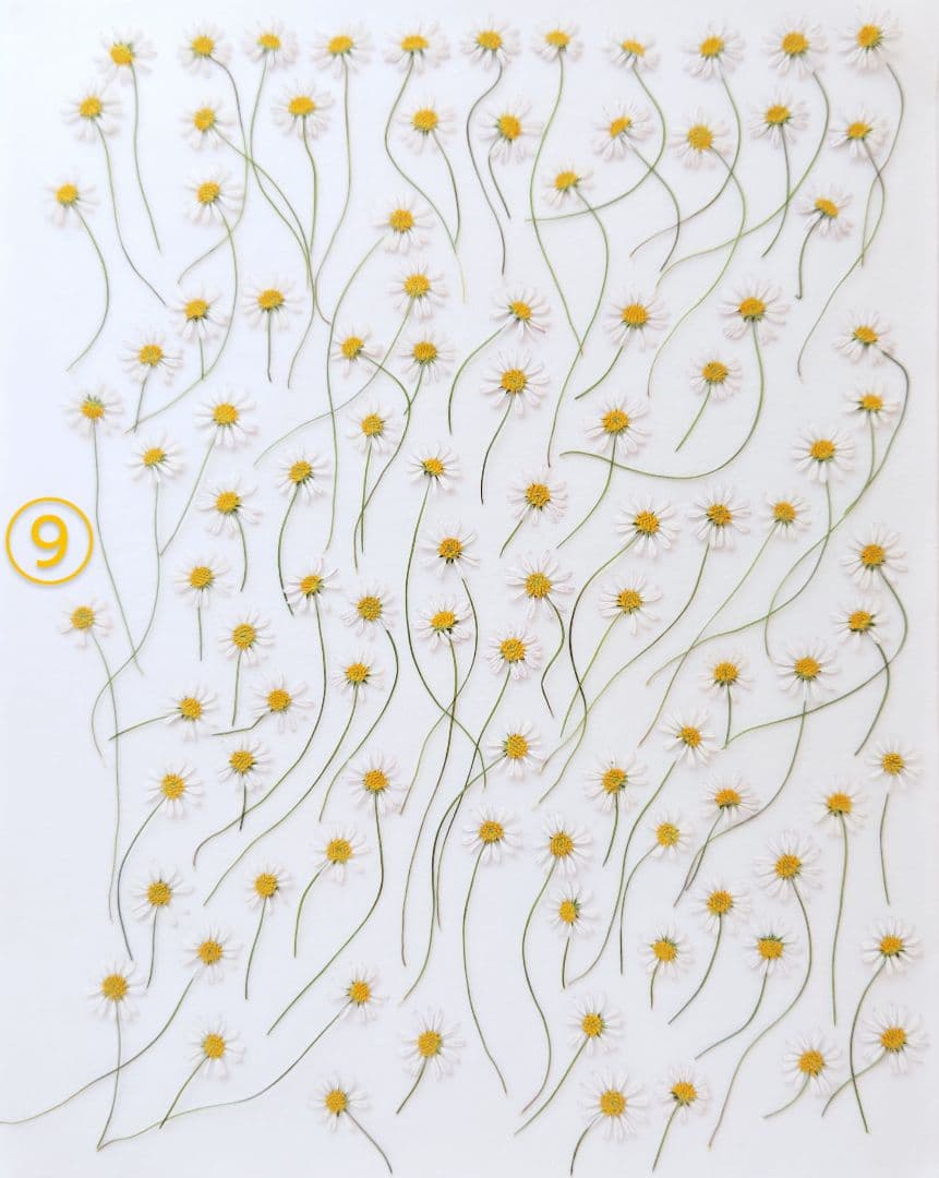 mお花になります(^^)ペビリアンデージー