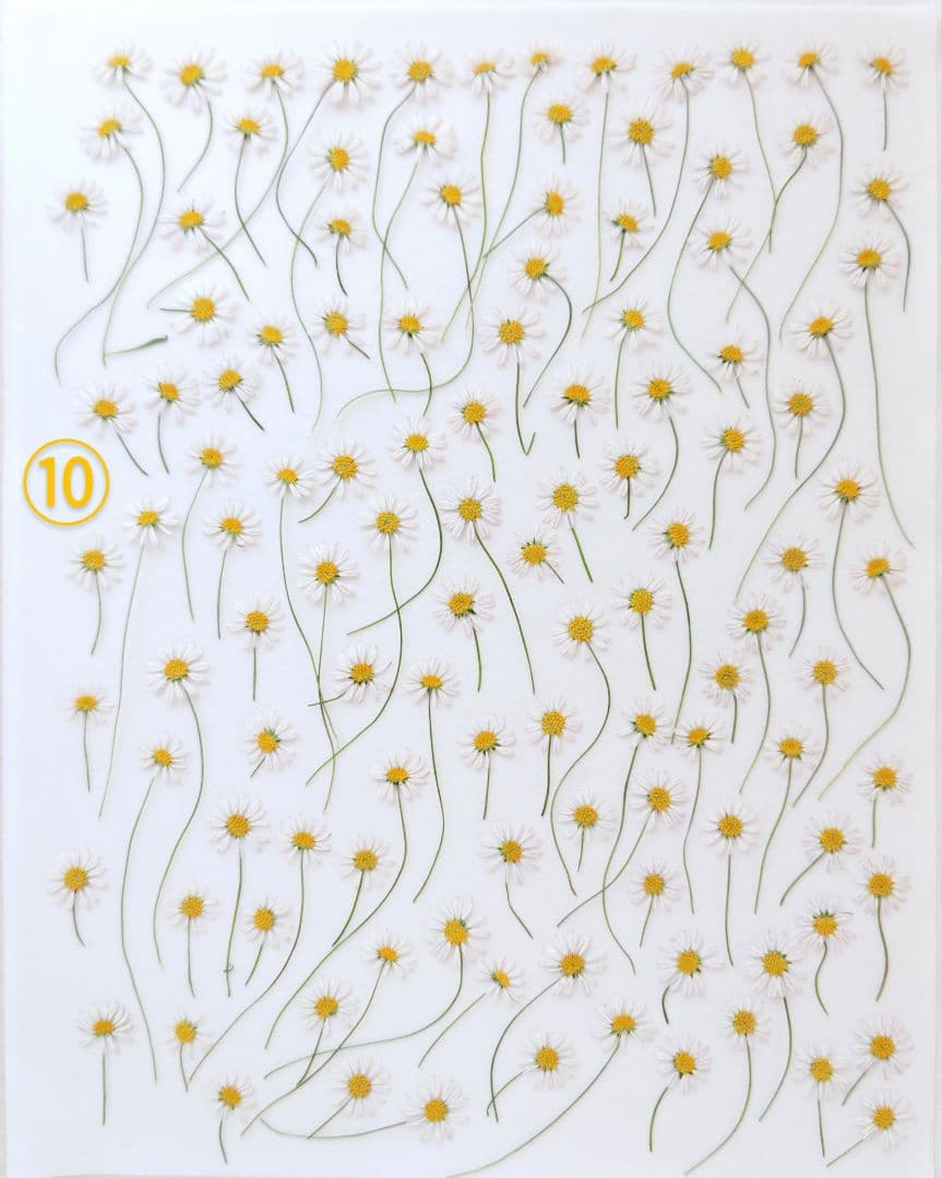 mお花になります(^^)ペビリアンデージー