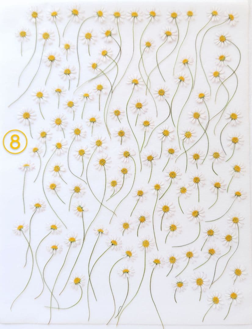 mお花になります(^^)ペビリアンデージー