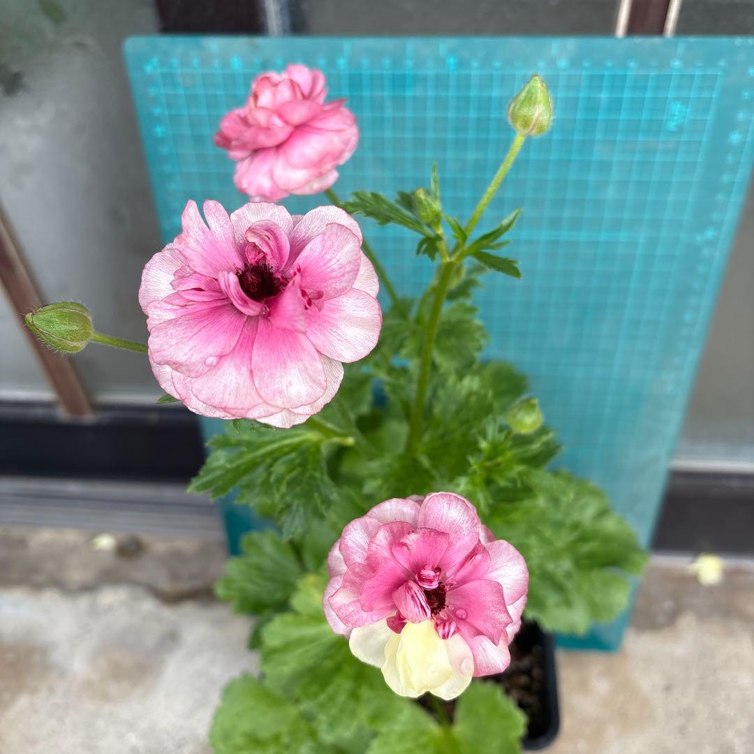 ラナンキュラスラックス　ヘラ　キメラ