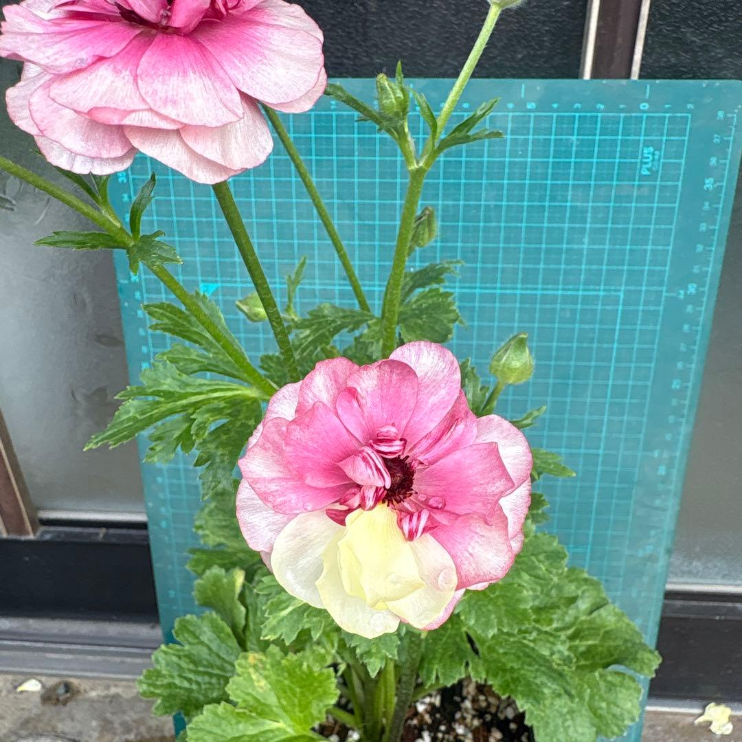 ラナンキュラスラックス　ヘラ　キメラ