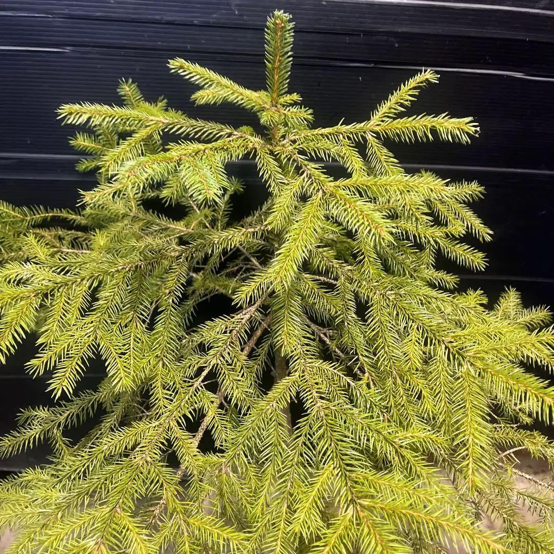 ドイツトウヒの苗木　根上約80㎝‼️お庭のシンボルツリー　クリスマスツリーなどに♪