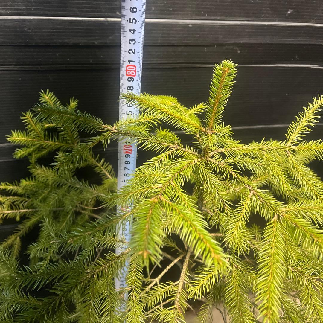 ドイツトウヒの苗木　根上約80㎝‼️お庭のシンボルツリー　クリスマスツリーなどに♪