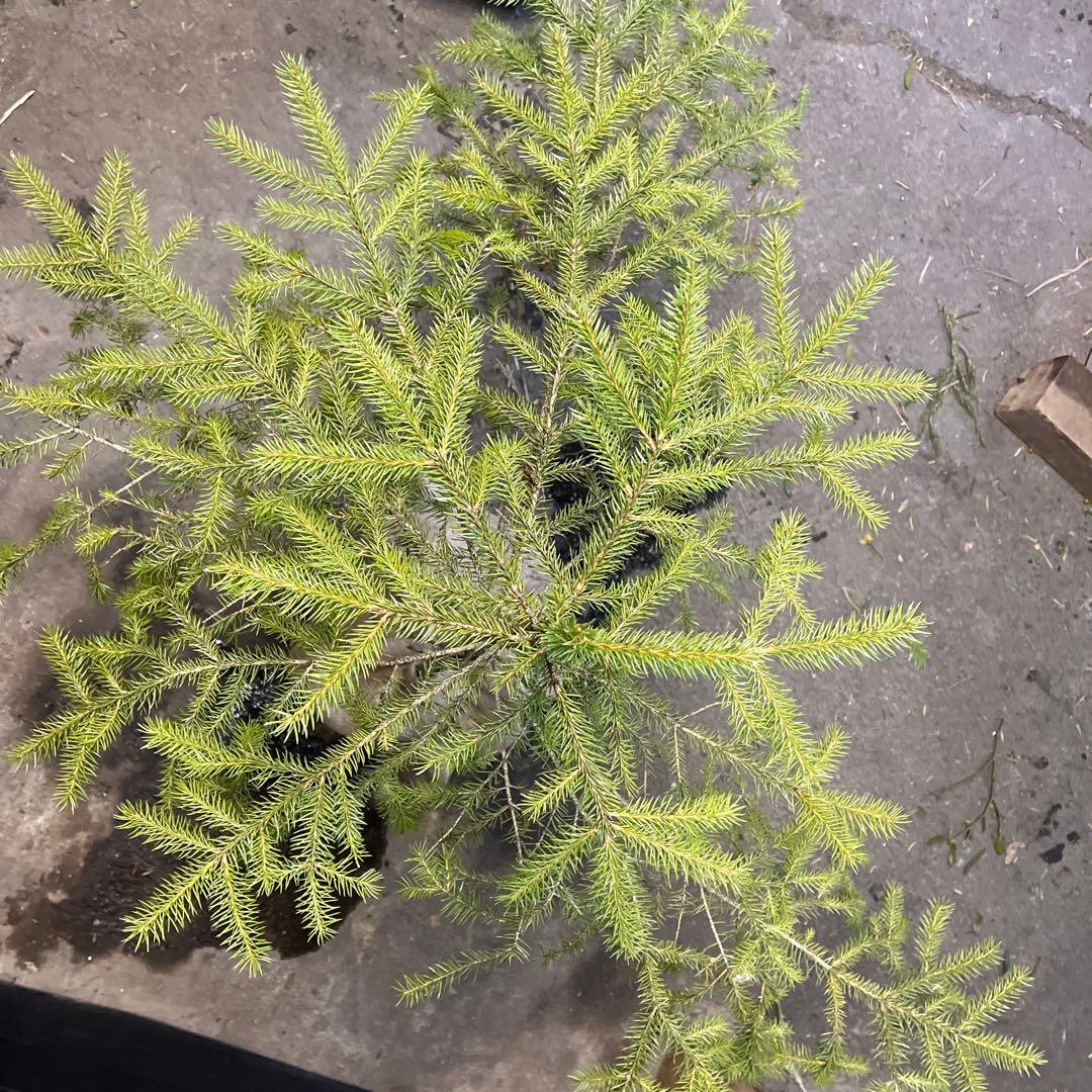 ドイツトウヒの苗木　根上約80㎝‼️お庭のシンボルツリー　クリスマスツリーなどに♪