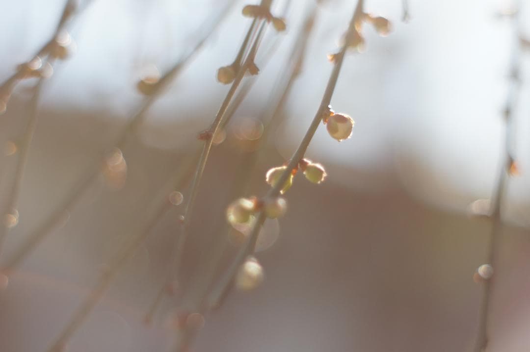 極美フレア✨ 作例有 PENTAX スーパータクマー 55mm f1.8 後期
