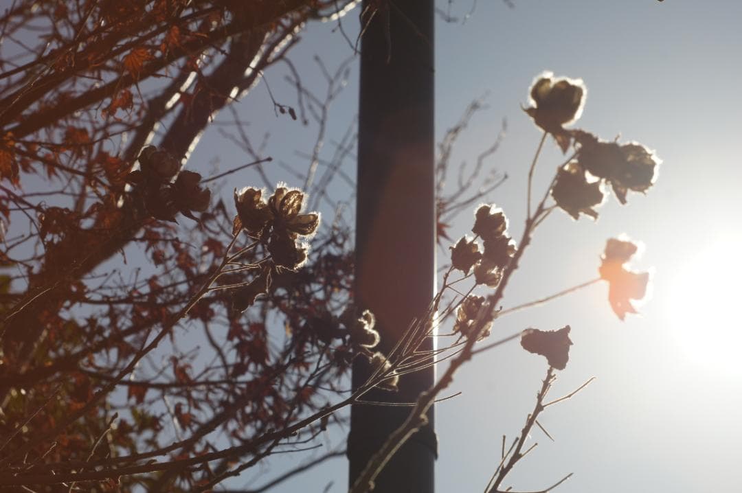極美フレア✨ 作例有 PENTAX スーパータクマー 55mm f1.8 後期