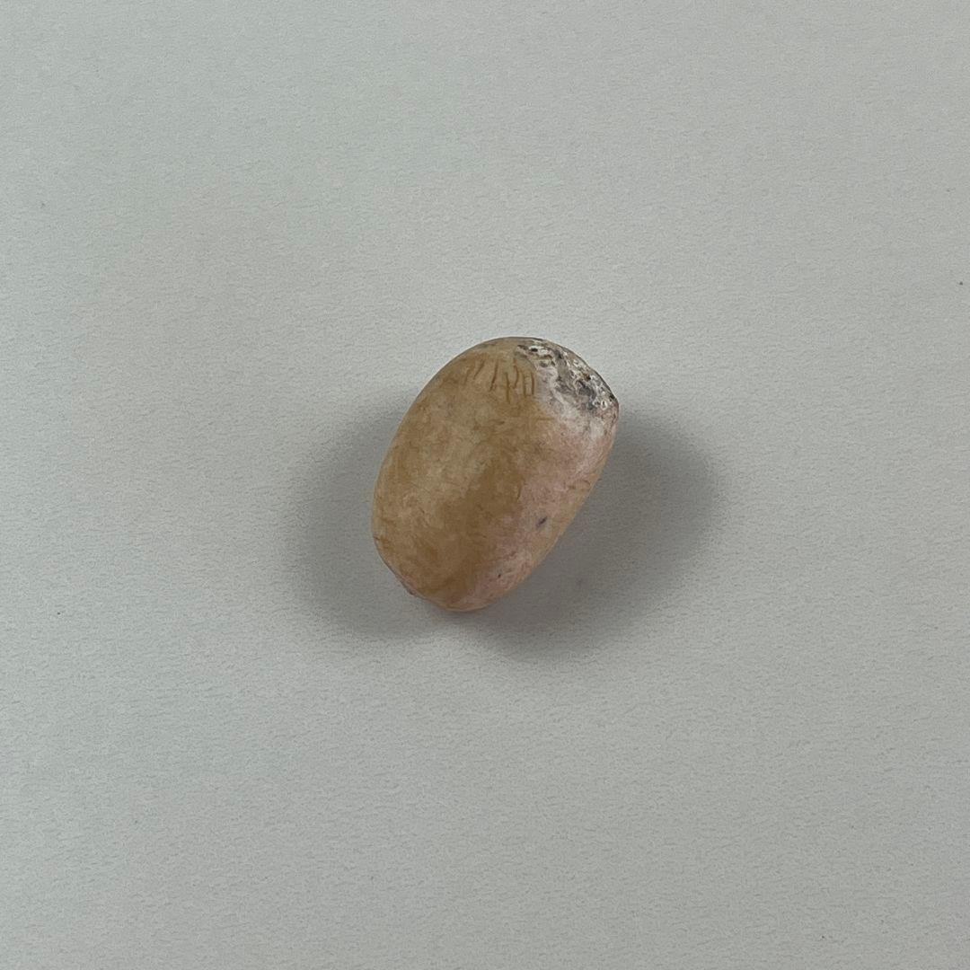 ベ*ル様 380新鮮な種 エンセファラルトス・ホリダス 種子1粒