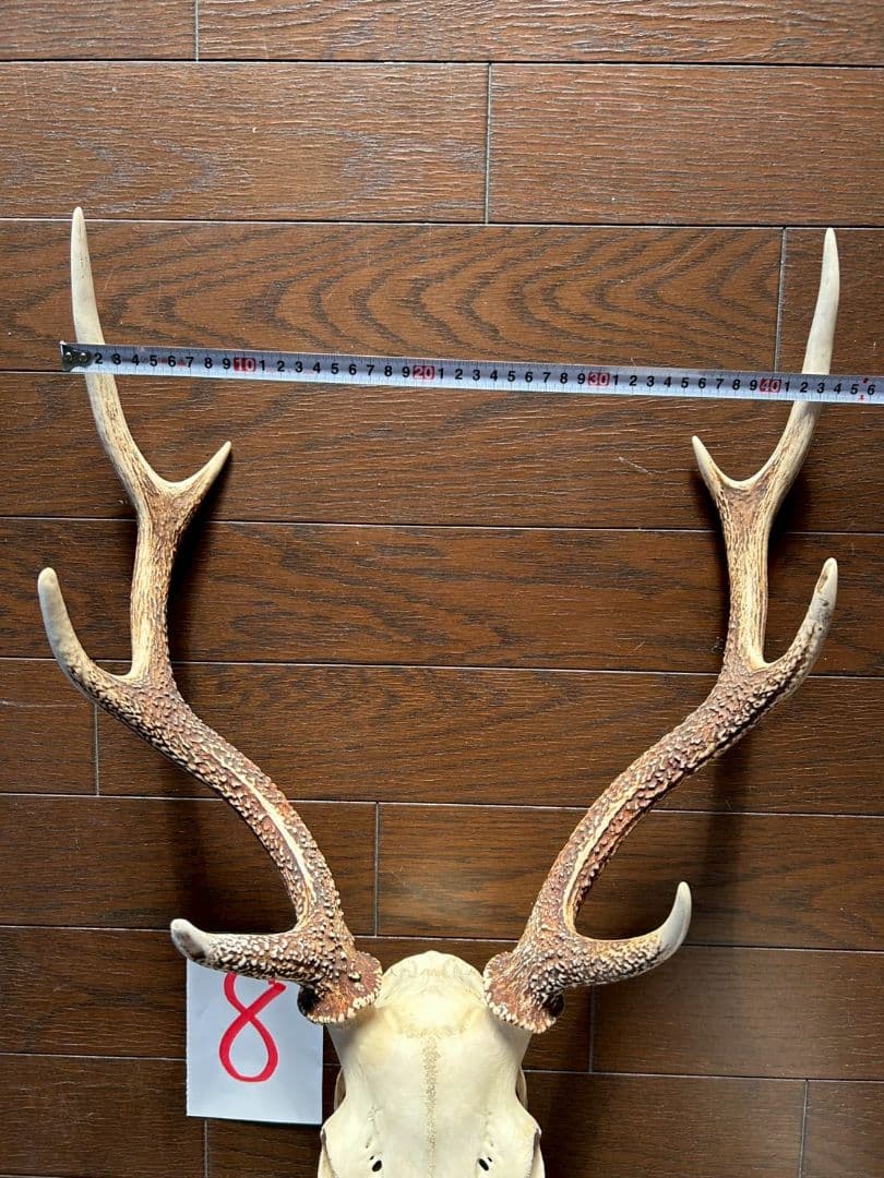 ⑧[1点もの] ハンティングトロフィー　鹿の角　頭蓋骨　日本鹿　スカル