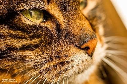 15247E ★新品★ レンズベビー 56mm F1.6 LENSBABY