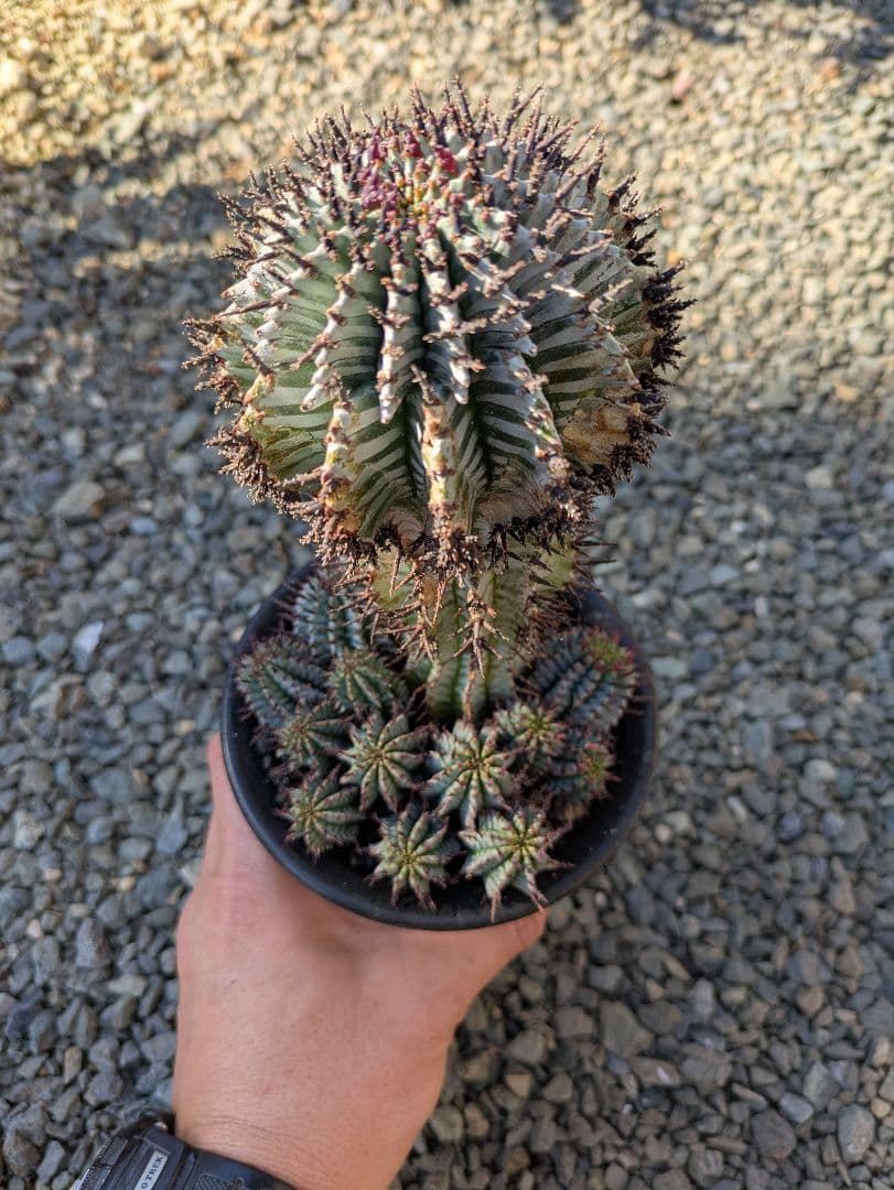 Ryuさま専用【ユーフォルビア】【ゼブラ柄赤棘】【有望株】ホリダ宇田ゼブラ子株①