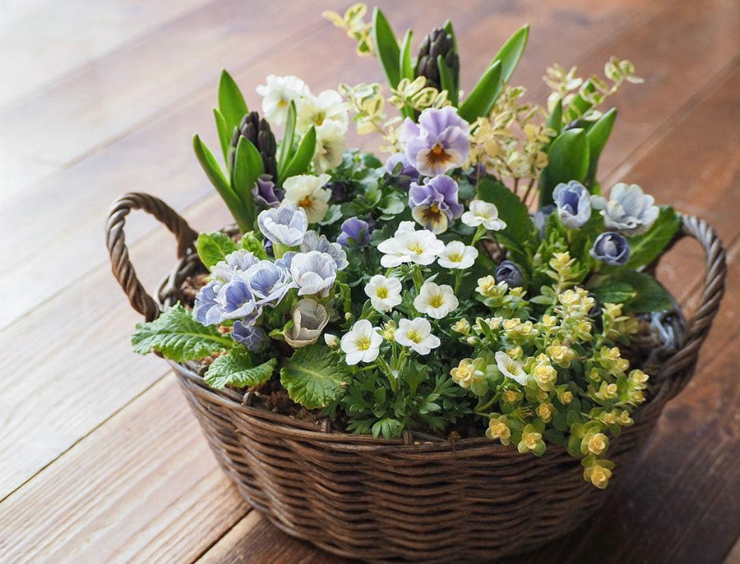 青の春待ちお庭 ❁⃘*.゜ 寄せ植え