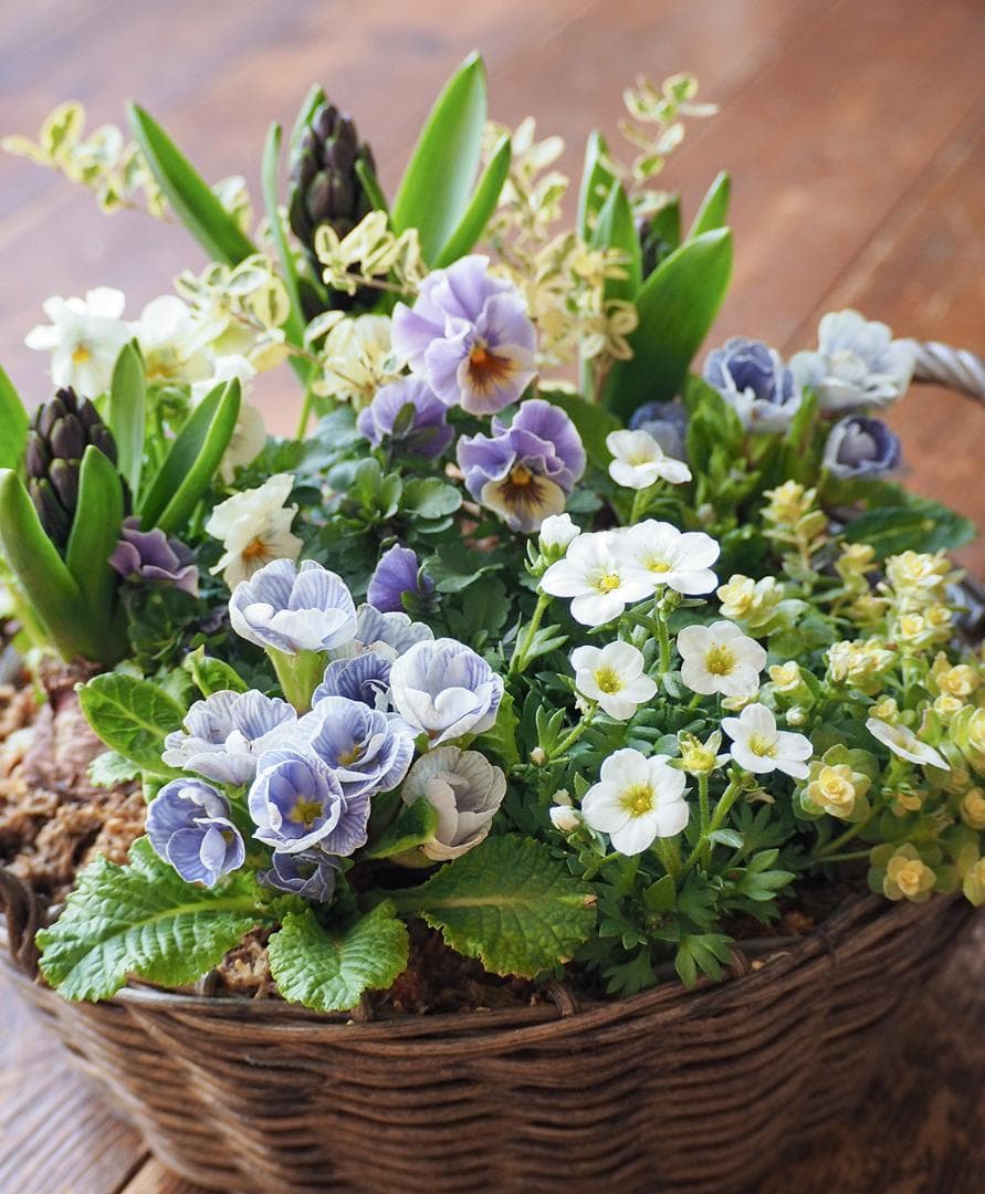 青の春待ちお庭 ❁⃘*.゜ 寄せ植え