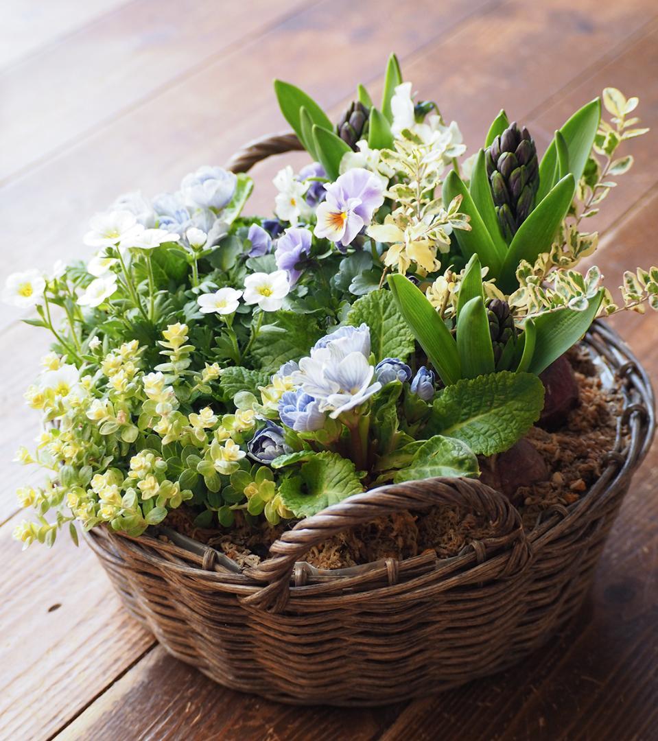 青の春待ちお庭 ❁⃘*.゜ 寄せ植え