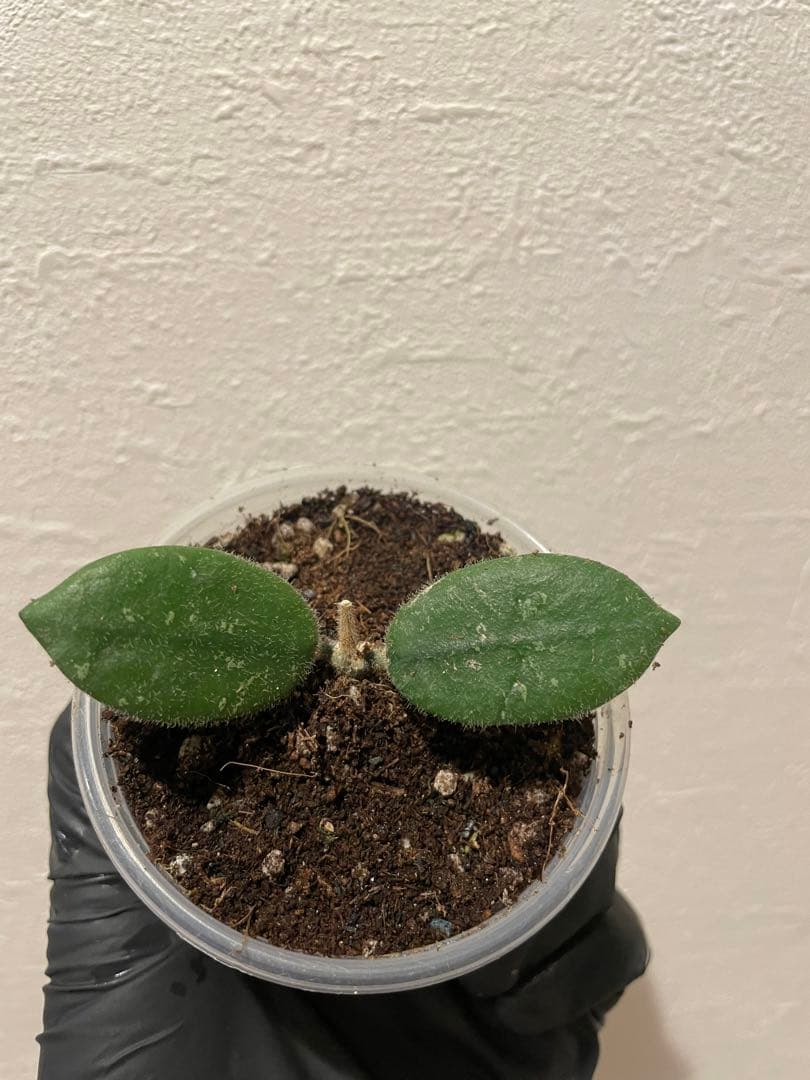 レア　原種ホヤ　hoya Edamameサクララン