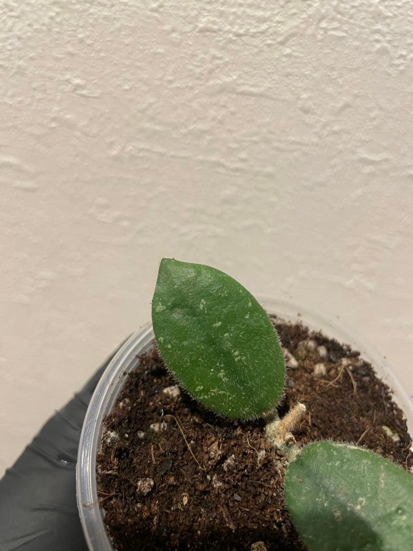 レア　原種ホヤ　hoya Edamameサクララン