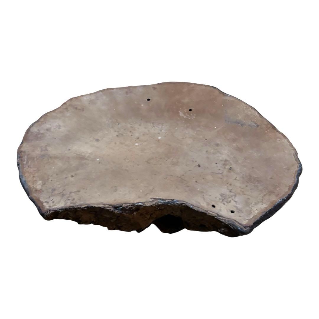 特大　サルノコシカケ　猿の腰掛け