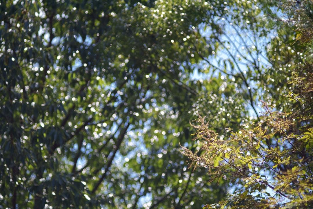 作例多数 Nikon ニコン New Nikkor 135mm F2.8