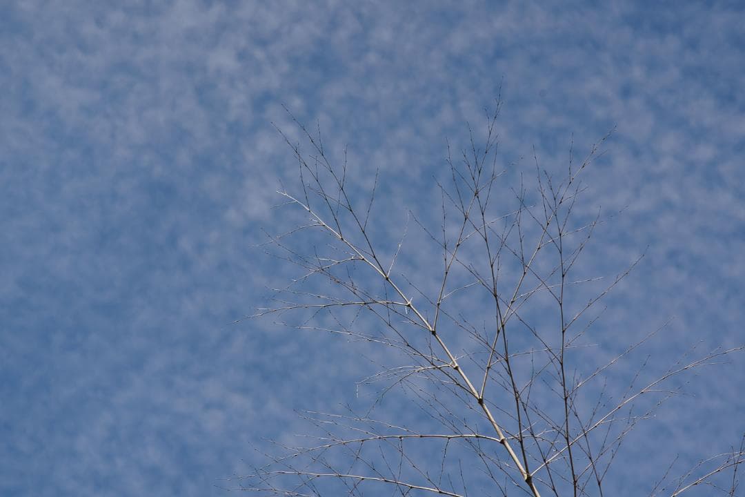 作例多数 Nikon ニコン New Nikkor 135mm F2.8