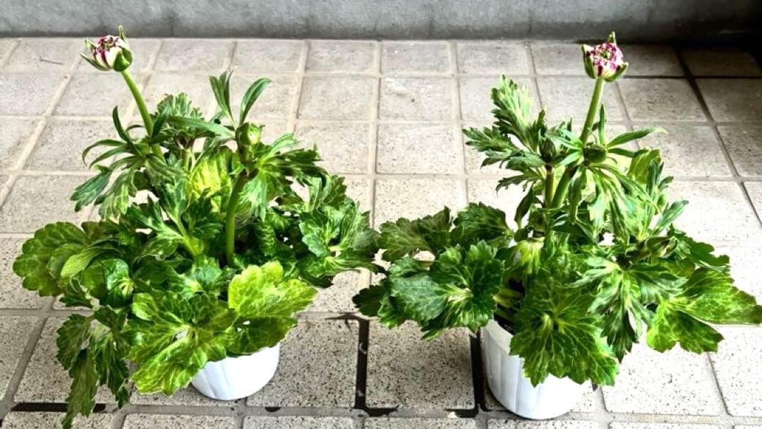 ラナンキュラスラックス　苗　アポロン　ペネロペ　花苗　ガーデニング　生花