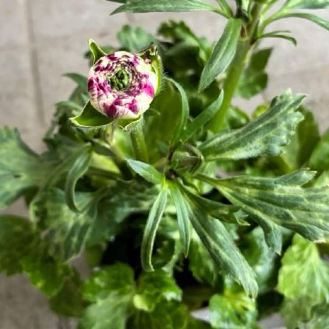 ラナンキュラスラックス　苗　アポロン　ペネロペ　花苗　ガーデニング　生花