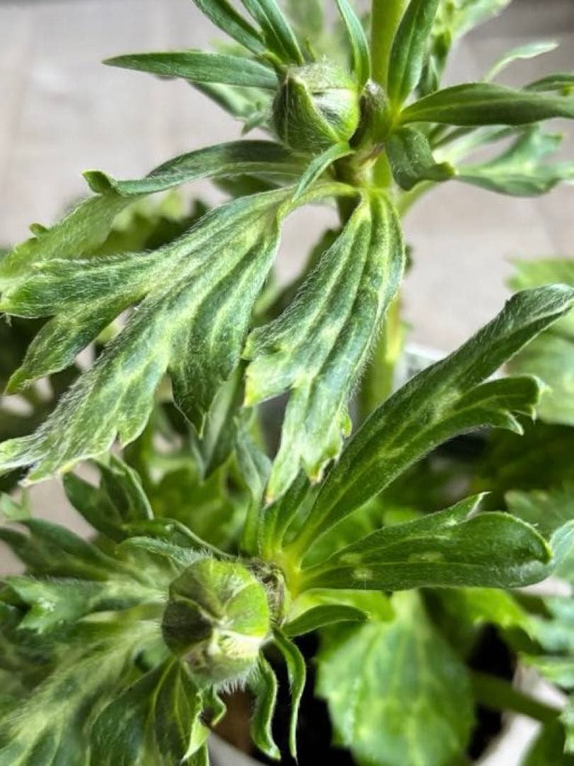 ラナンキュラスラックス　苗　アポロン　ペネロペ　花苗　ガーデニング　生花