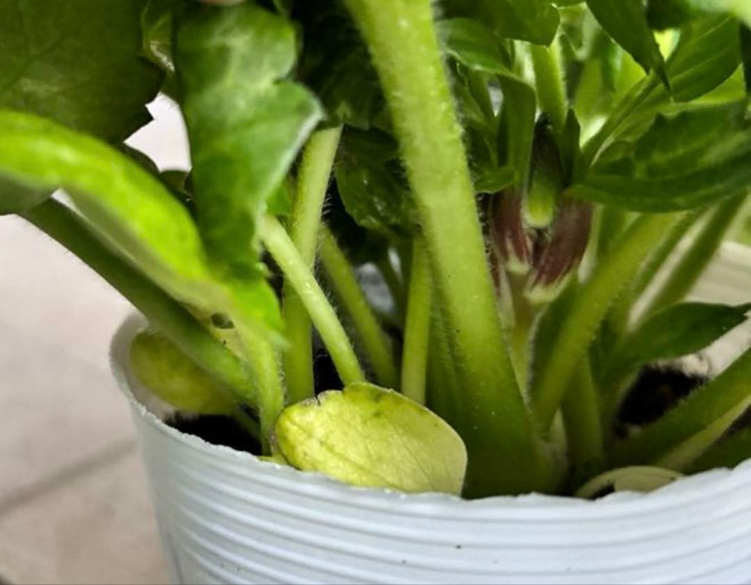 ラナンキュラスラックス　苗　アポロン　ペネロペ　花苗　ガーデニング　生花