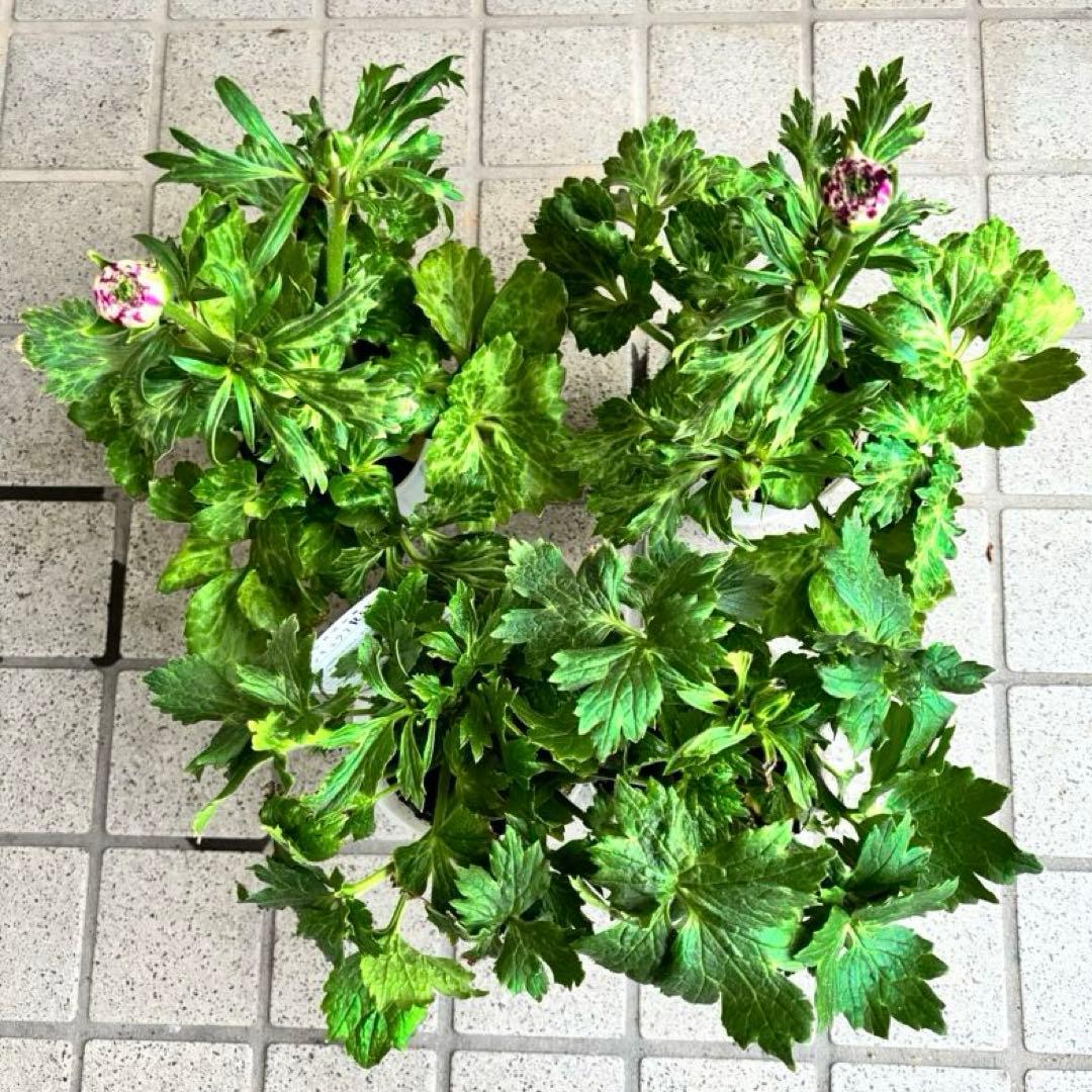 ラナンキュラスラックス　苗　アポロン　ペネロペ　花苗　ガーデニング　生花