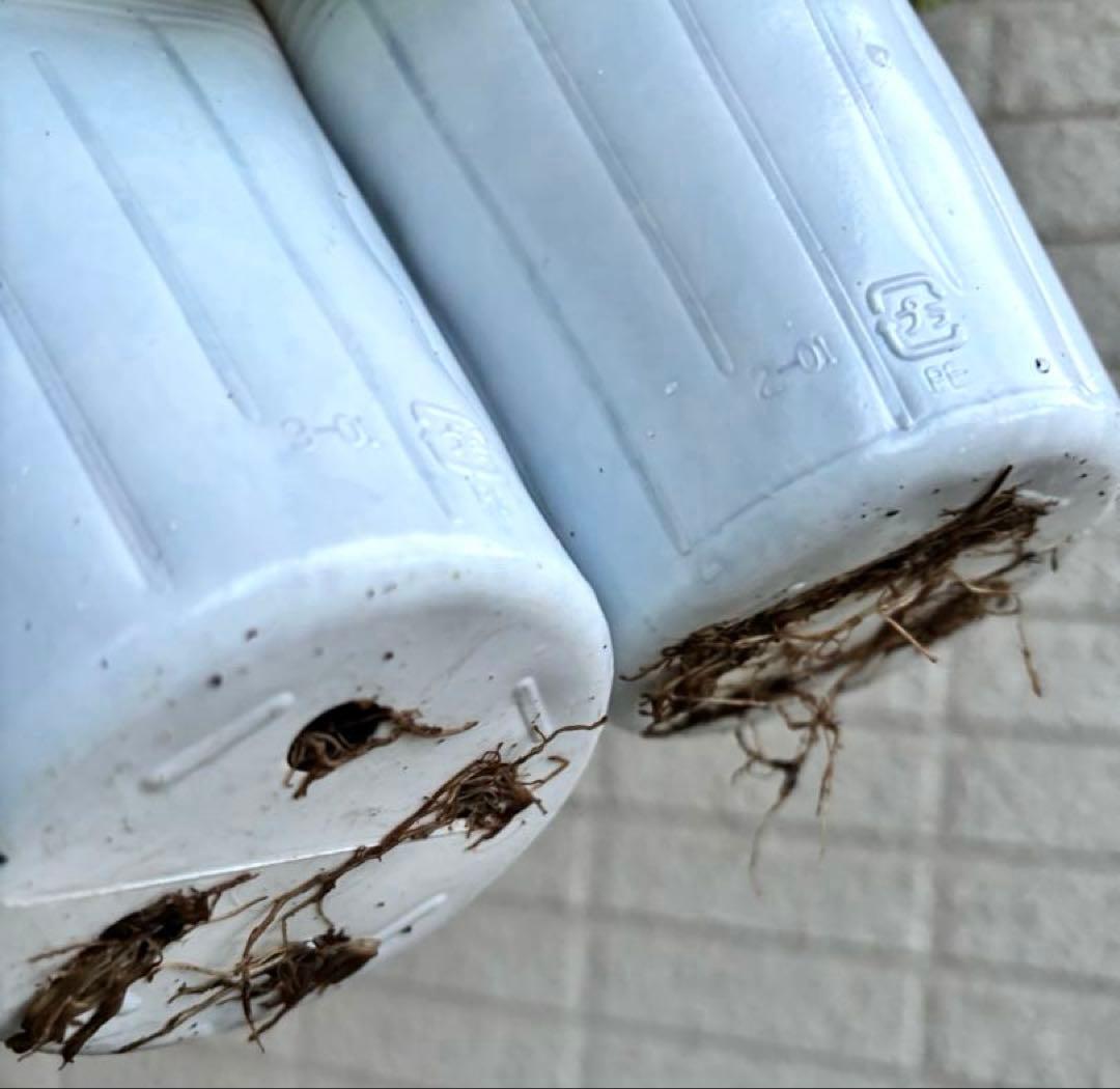 ラナンキュラスラックス　苗　アポロン　ペネロペ　花苗　ガーデニング　生花