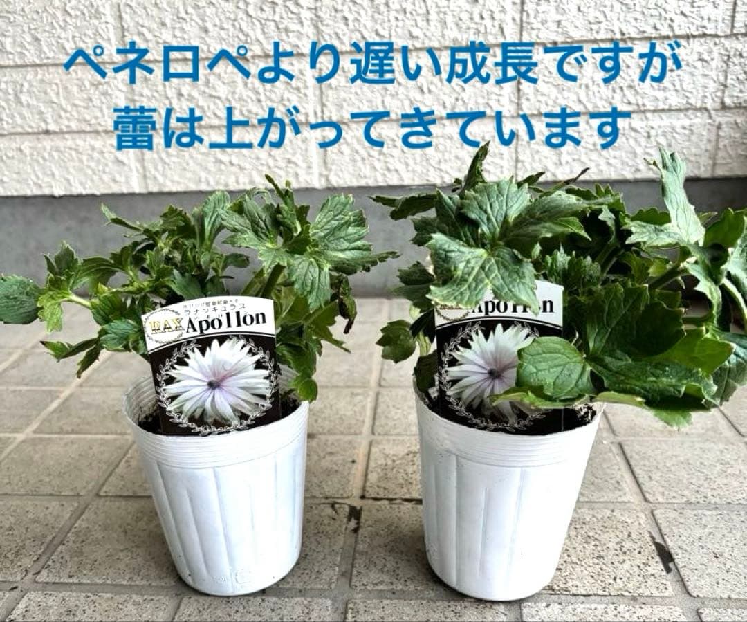 ラナンキュラスラックス　苗　アポロン　ペネロペ　花苗　ガーデニング　生花