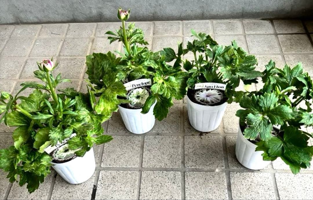 ラナンキュラスラックス　苗　アポロン　ペネロペ　花苗　ガーデニング　生花