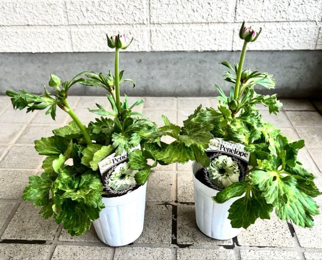 ラナンキュラスラックス　苗　アポロン　ペネロペ　花苗　ガーデニング　生花