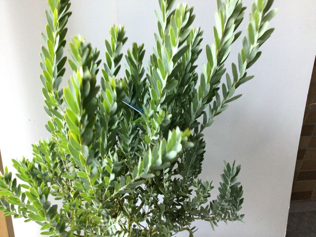 ⑦お待たせしました再入荷‼︎ 綺麗な棚橋農園様の極上アカシア・ブルーブッシュ7号鉢