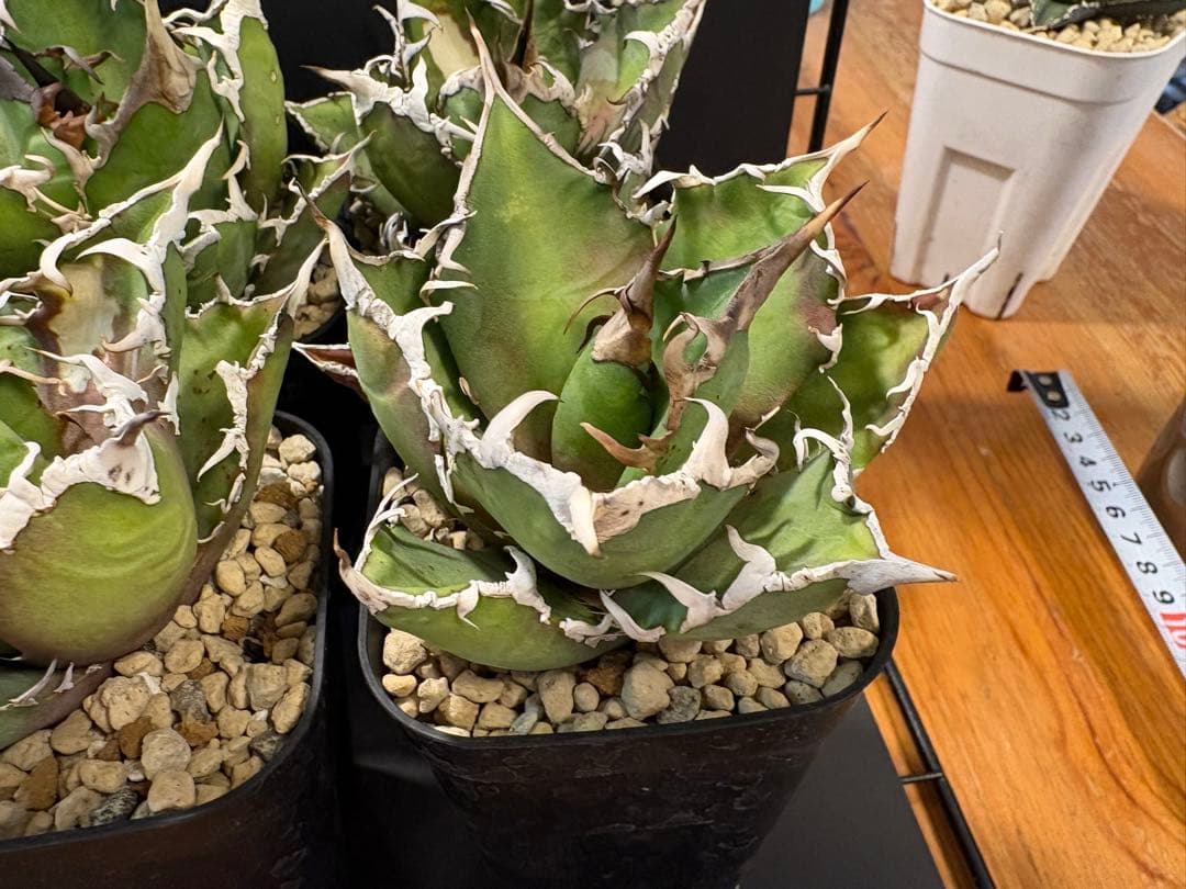 【鉢発送】シーザー　6株セット