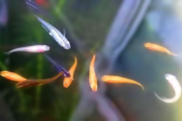 磁気活水発生装置（強）　大 SNタイプ x 4　おまけ付き