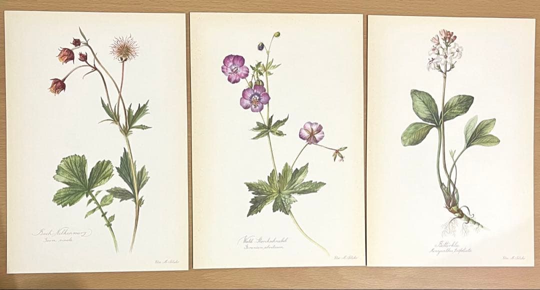 No.291ドイツ ビンテージ 紙もの ボタニカルアート 植物図鑑 水彩画