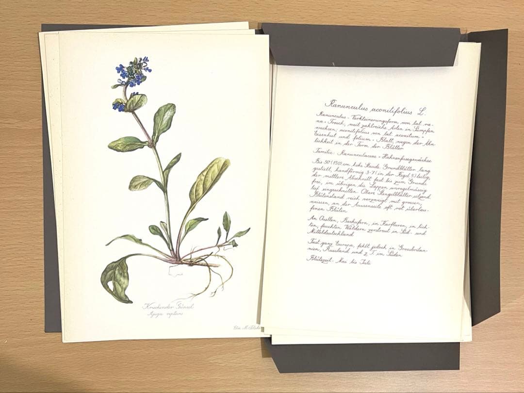 No.291ドイツ ビンテージ 紙もの ボタニカルアート 植物図鑑 水彩画