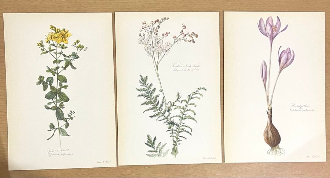 No.291ドイツ ビンテージ 紙もの ボタニカルアート 植物図鑑 水彩画