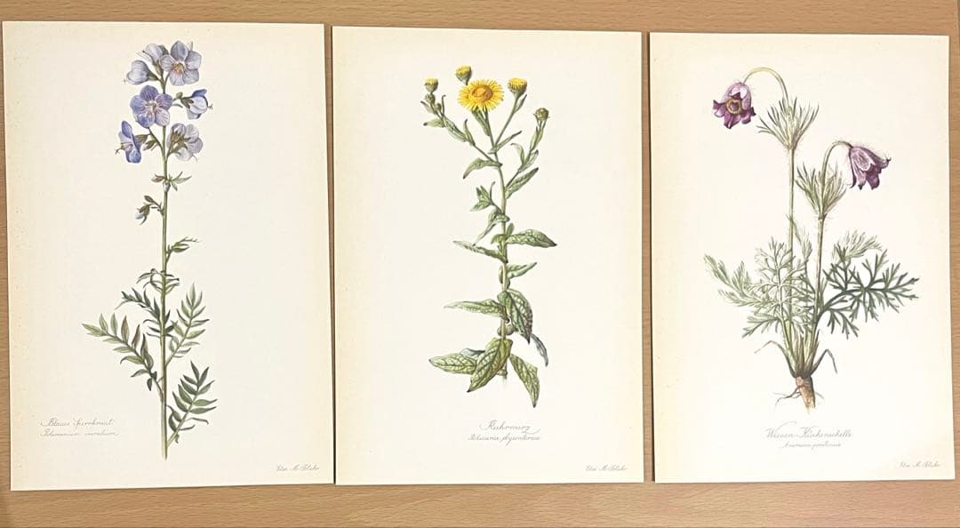 No.291ドイツ ビンテージ 紙もの ボタニカルアート 植物図鑑 水彩画