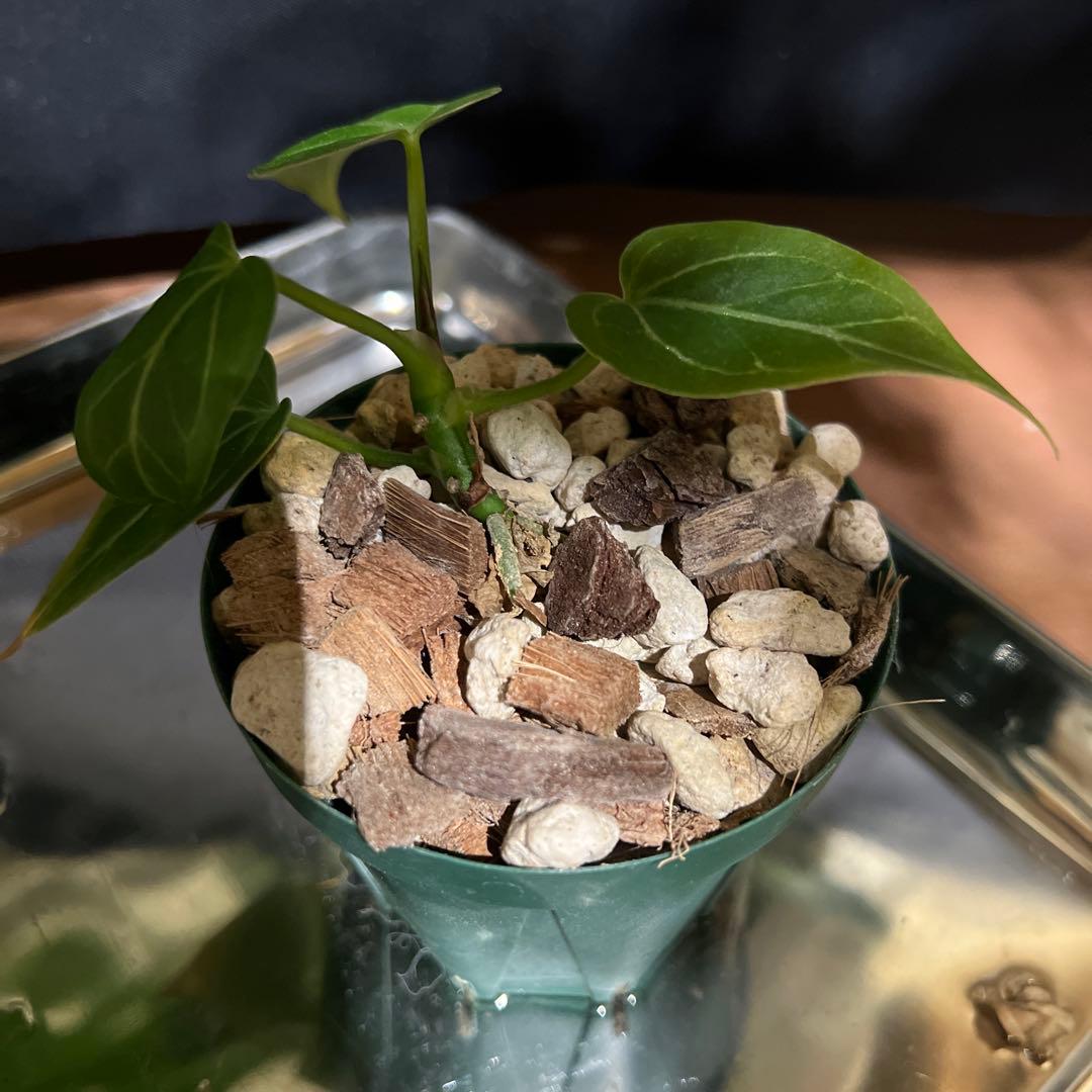 アンスリウム ホフマニーX Anthurium Hoffmanii x