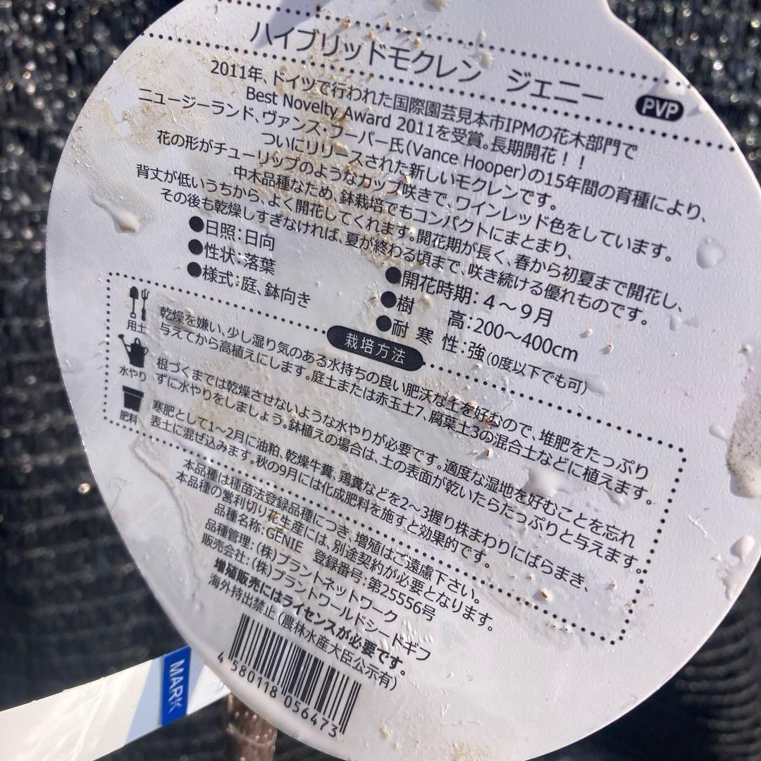 ③*:ஐ矮性で鉢栽培も可能‼︎魅力的な花色‼︎*:ஐモクレン・苗木【ジェニー】5号