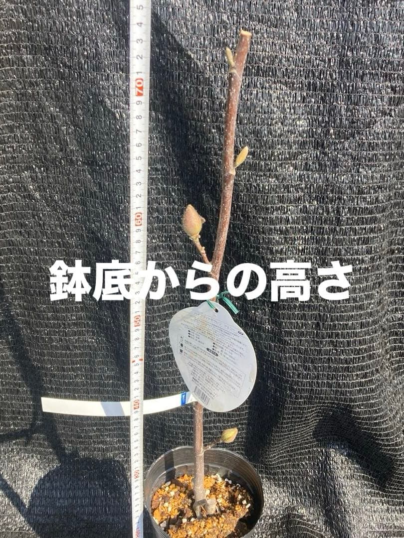 ③*:ஐ矮性で鉢栽培も可能‼︎魅力的な花色‼︎*:ஐモクレン・苗木【ジェニー】5号
