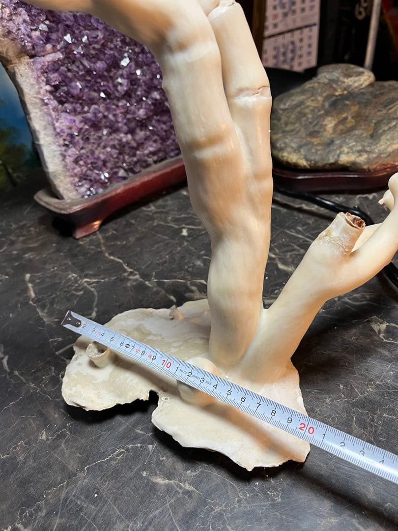 海松、深海松、白珊瑚、38センチ