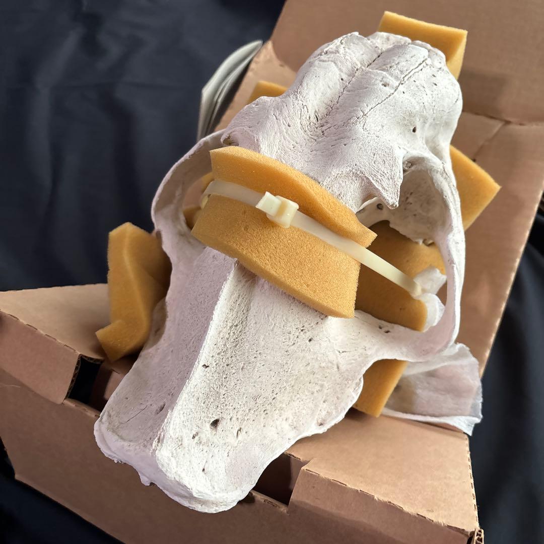 サーベルタイガー標本　アメリカ製