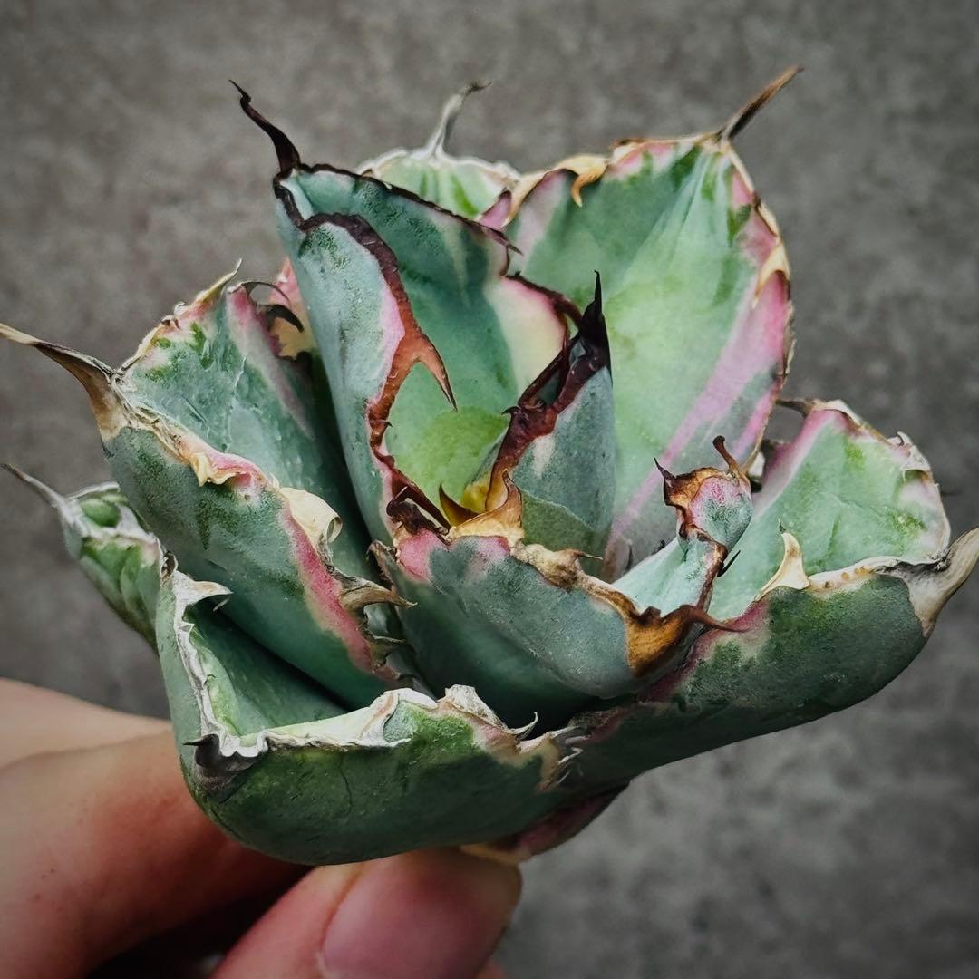 H*o様 多肉植物・アガベ・チタノタ・藍鯨錦・BB 錦・斑入り