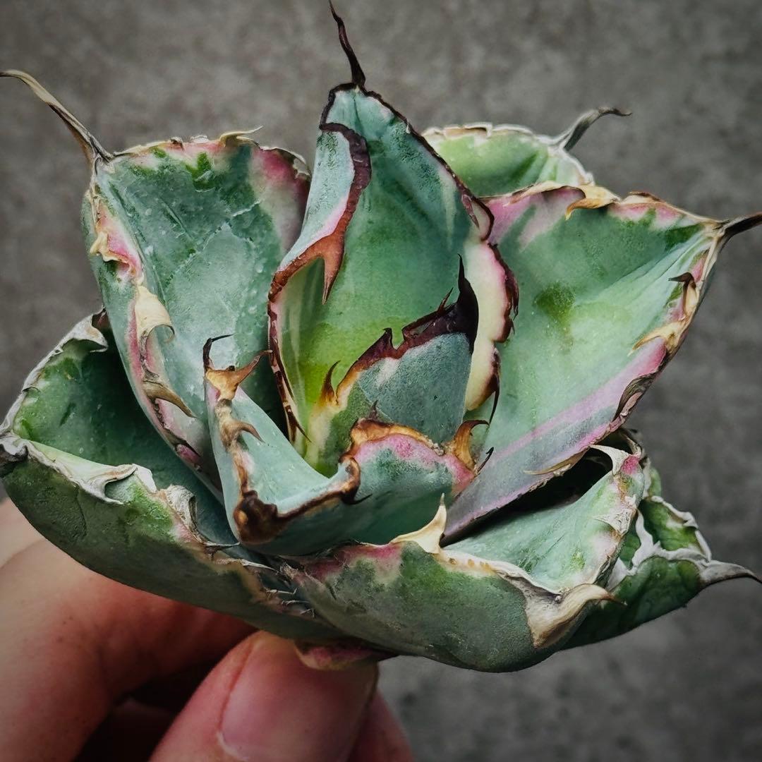 H*o様 多肉植物・アガベ・チタノタ・藍鯨錦・BB 錦・斑入り