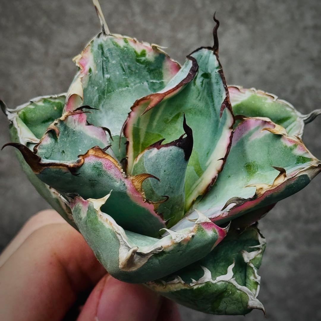 H*o様 多肉植物・アガベ・チタノタ・藍鯨錦・BB 錦・斑入り